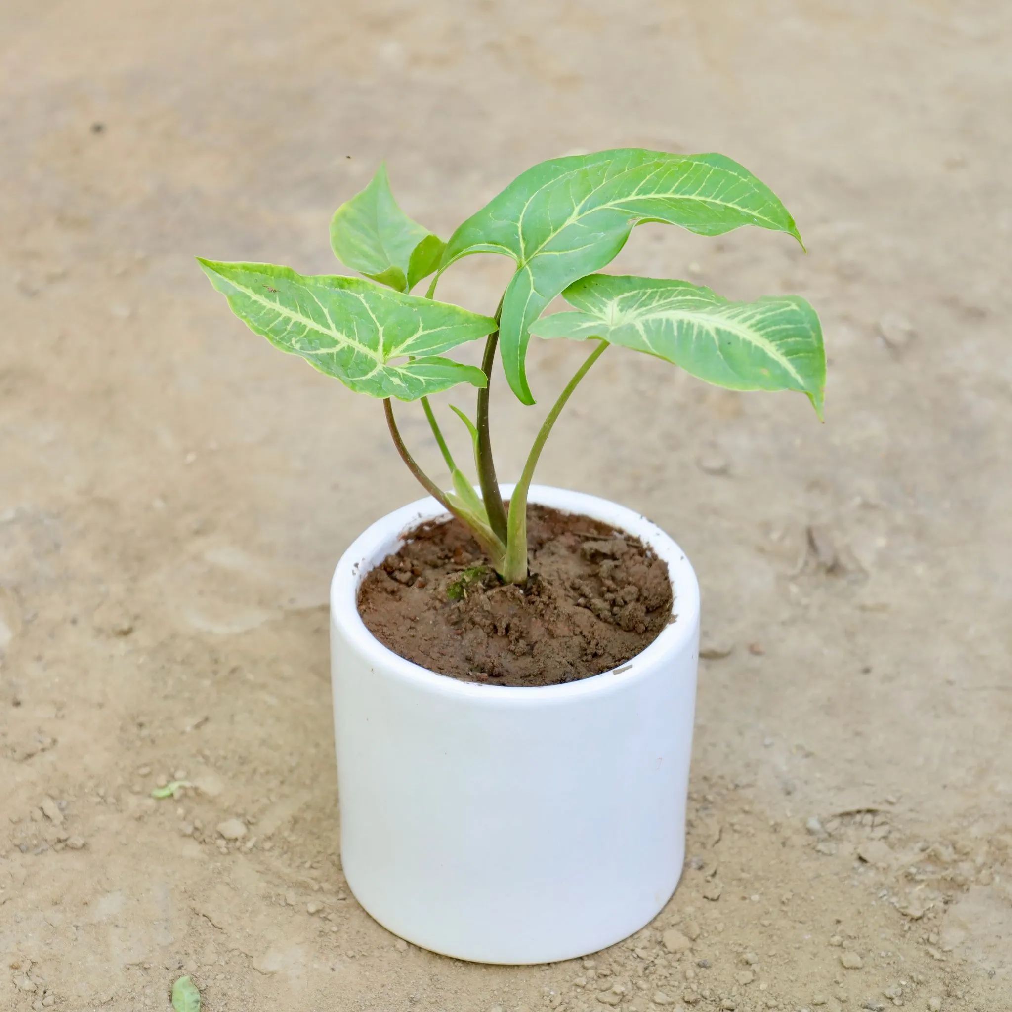 Syngonium in 4 Inch Classy White Round Ceramic Pot