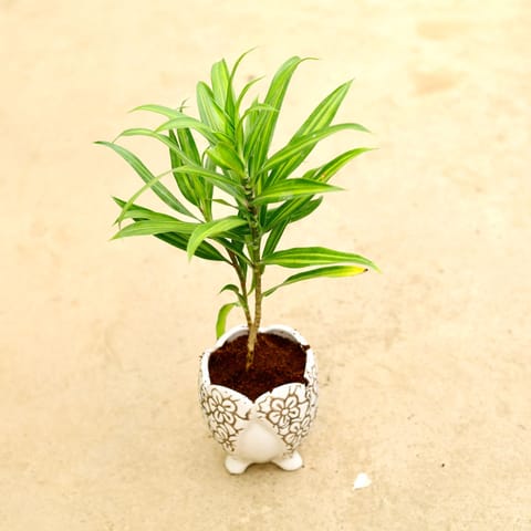 Dracaena Messenger / Song of India Green in Inch Live Fresh Plant 4 Inch Live Fresh Plant Designer Leg Ceramic Pot (any colour & design) in Rohini