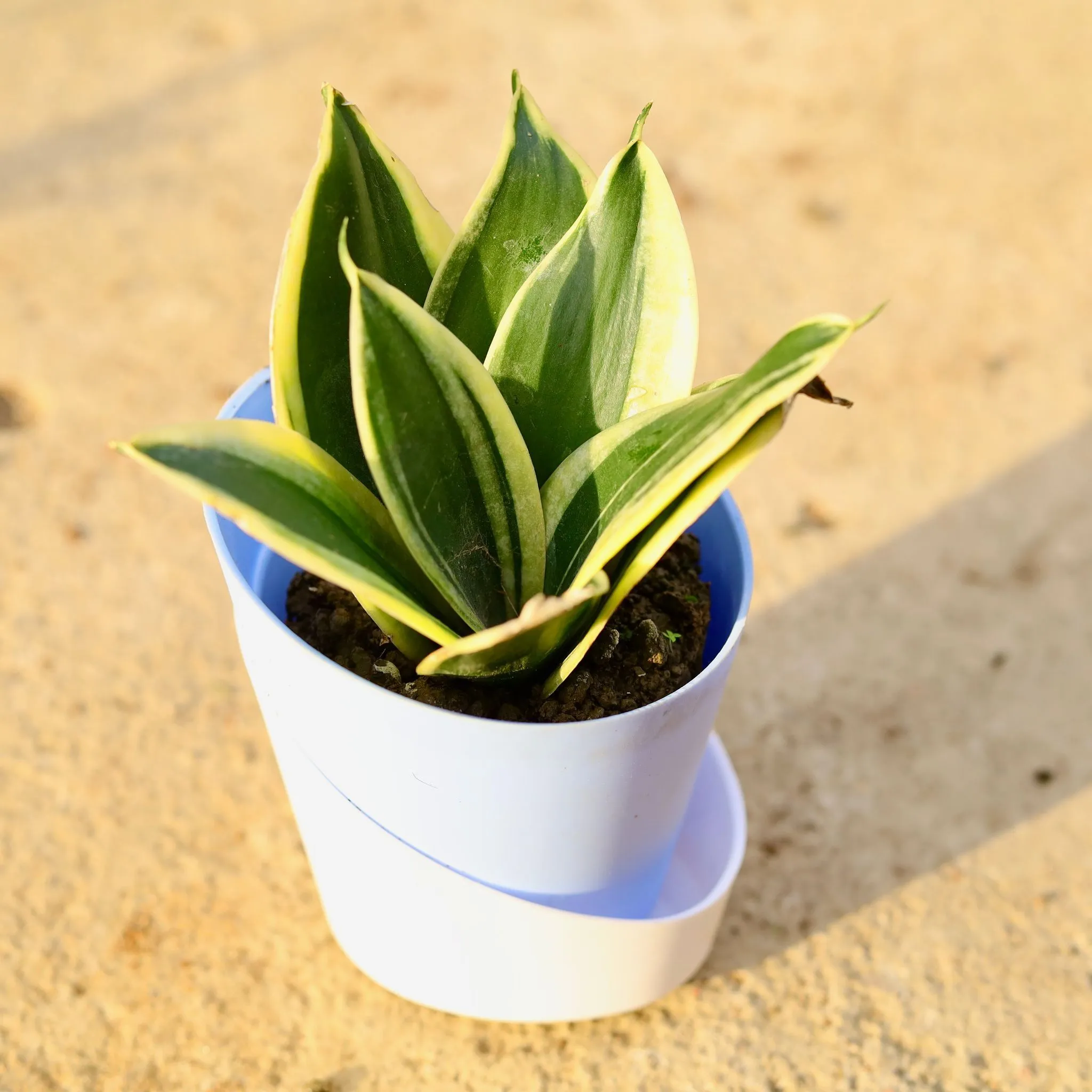 Snake Dwarf in 4 Inch Aqua Blue Dublin Self Watering Pot