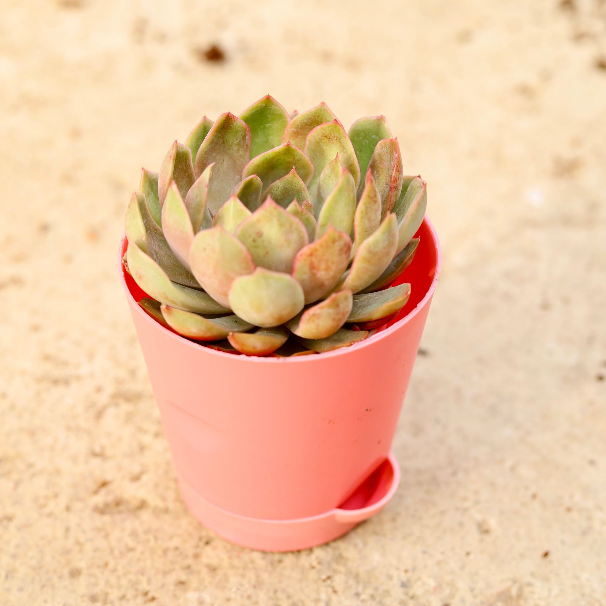 Vishnu Kamal Succulent in 4 Inch Pink Florence Self Watering Pot