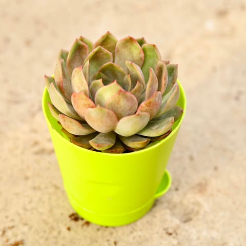 Vishnu Kamal Succulent in 4 Inch Green Florence Self Watering Pot
