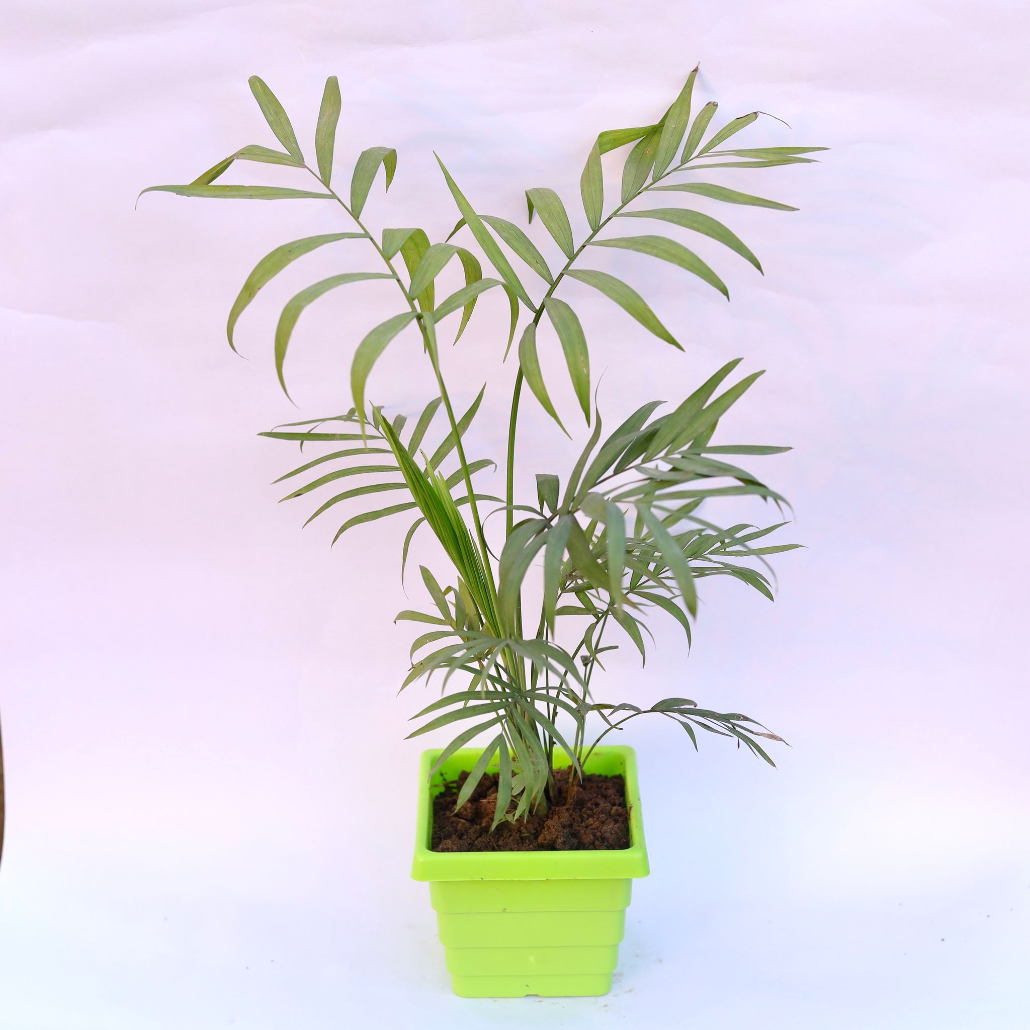 Chameadorea Palm in 4 Inch Green Premium Orchid Square Plastic Pot