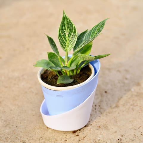 Philodendron Birkin in 4 Inch Aqua Blue Dublin Self Watering Pot