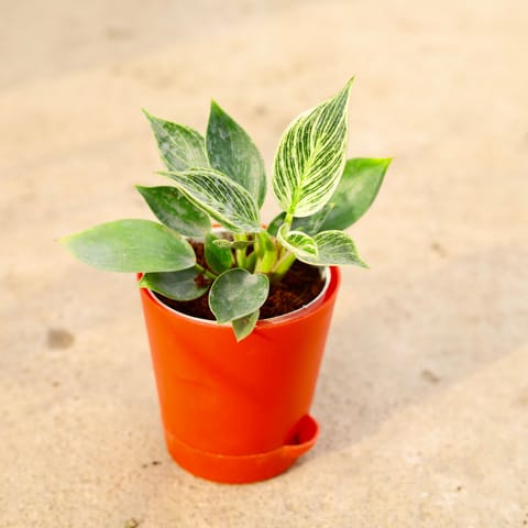 Philodendron Birkin in 4 Inch Red Florence Self Watering Pot