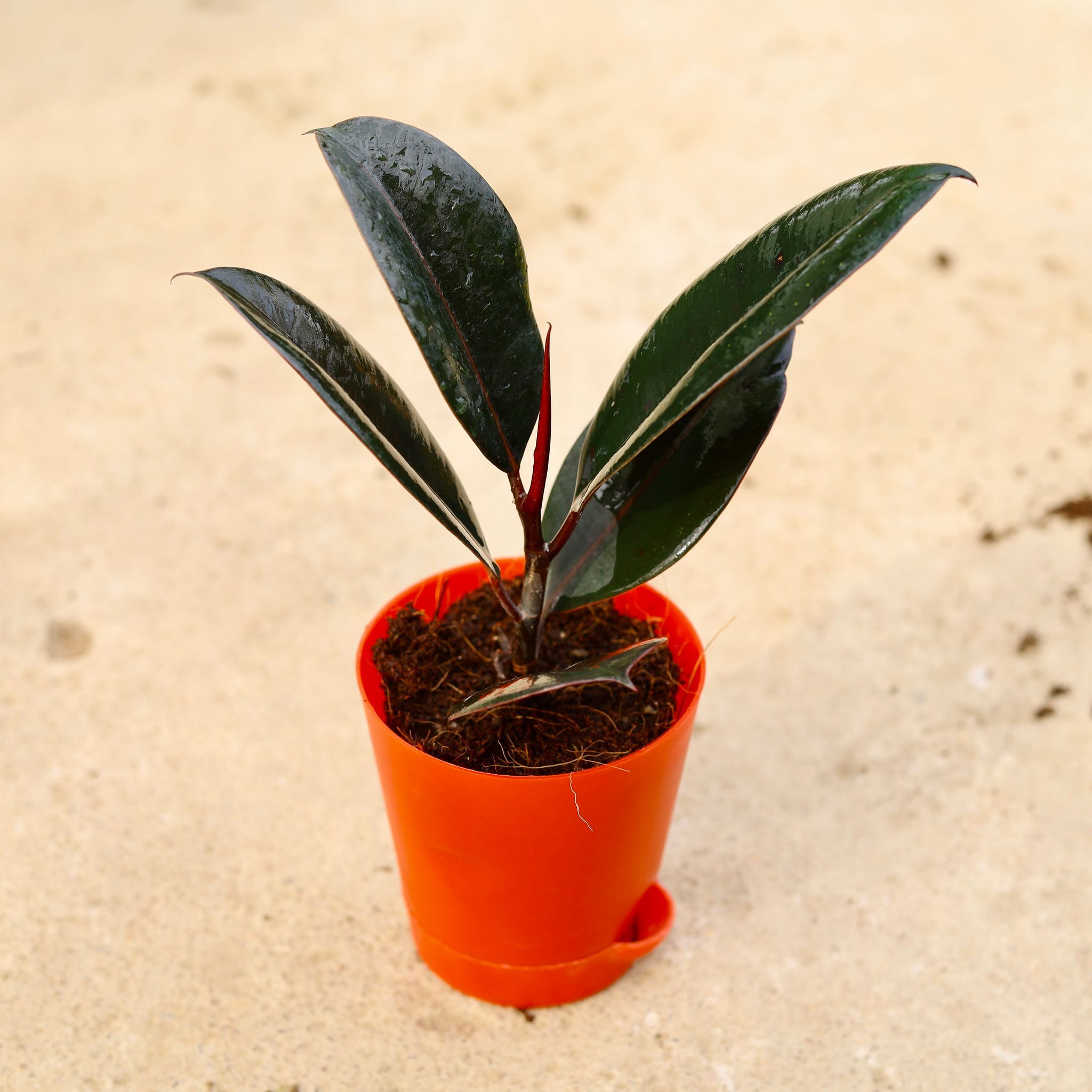 Rubber Black in 4 Inch Red Florence Self Watering Pot