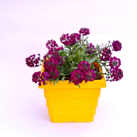 Alyssum Purple in 4 Inch Yellow Premium Orchid Square Plastic Pot