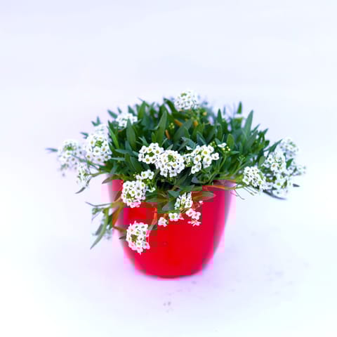 Alyssum White in 4 Inch Red Premium Orchid Round Plastic Pot
