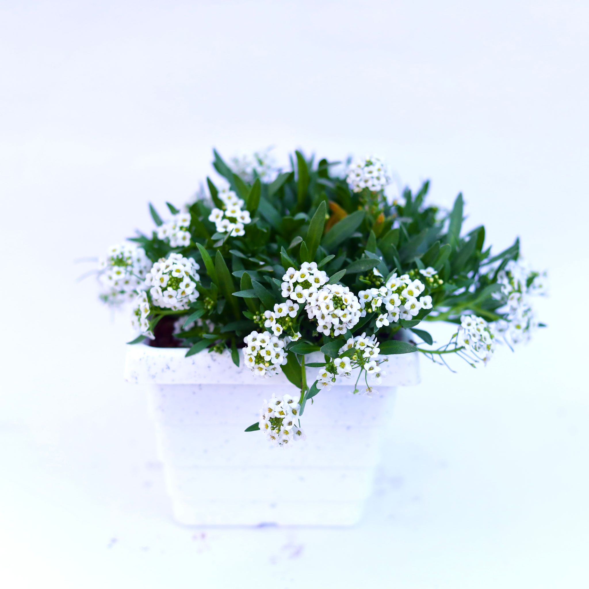 Alyssum White in 4 Inch White Marble Premium Orchid Square Plastic Pot