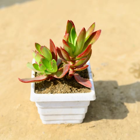 Crassula Campfire Succulent in 4 Inch White Marble Premium Orchid Square Plastic Pot