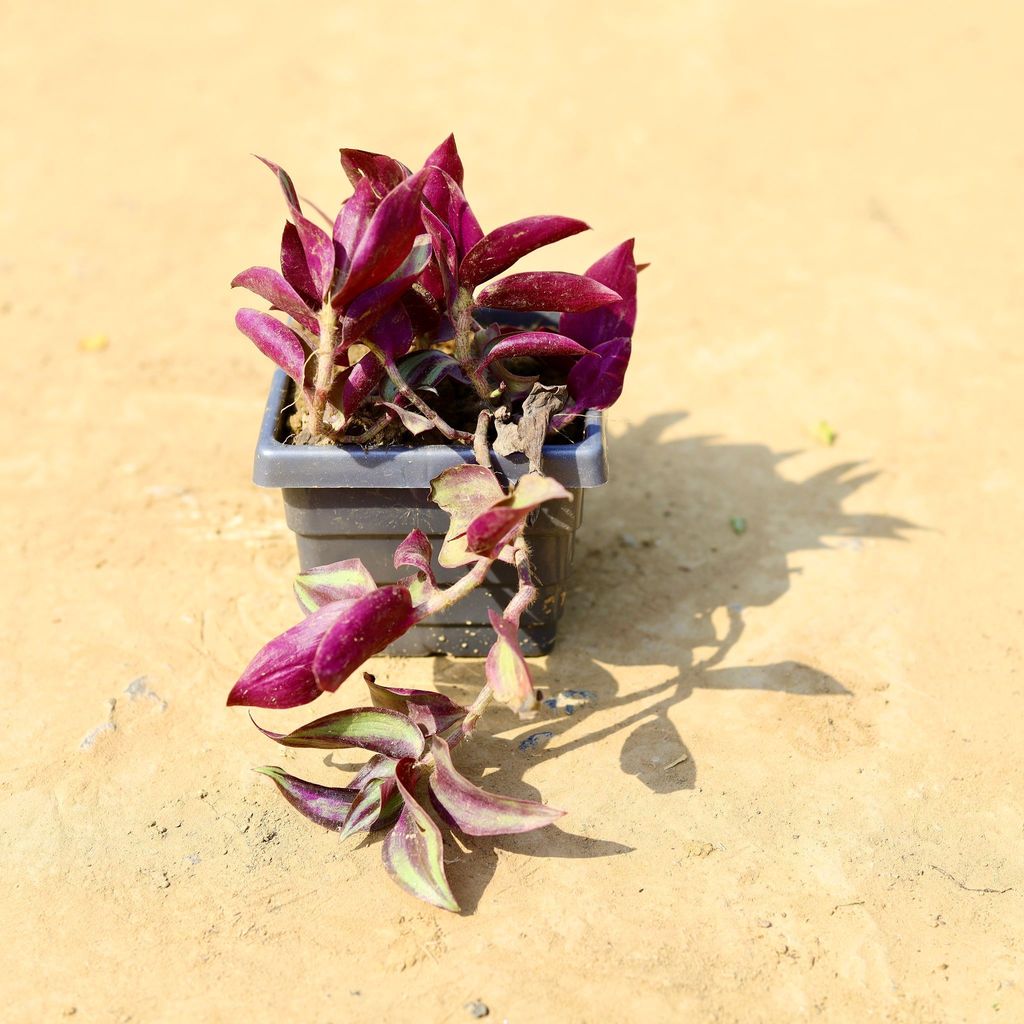 Wandering Jew in 4 Inch Grey Premium Orchid Square Plastic Pot