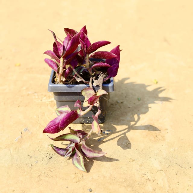 Wandering Jew in 4 Inch Grey Premium Orchid Square Plastic Pot