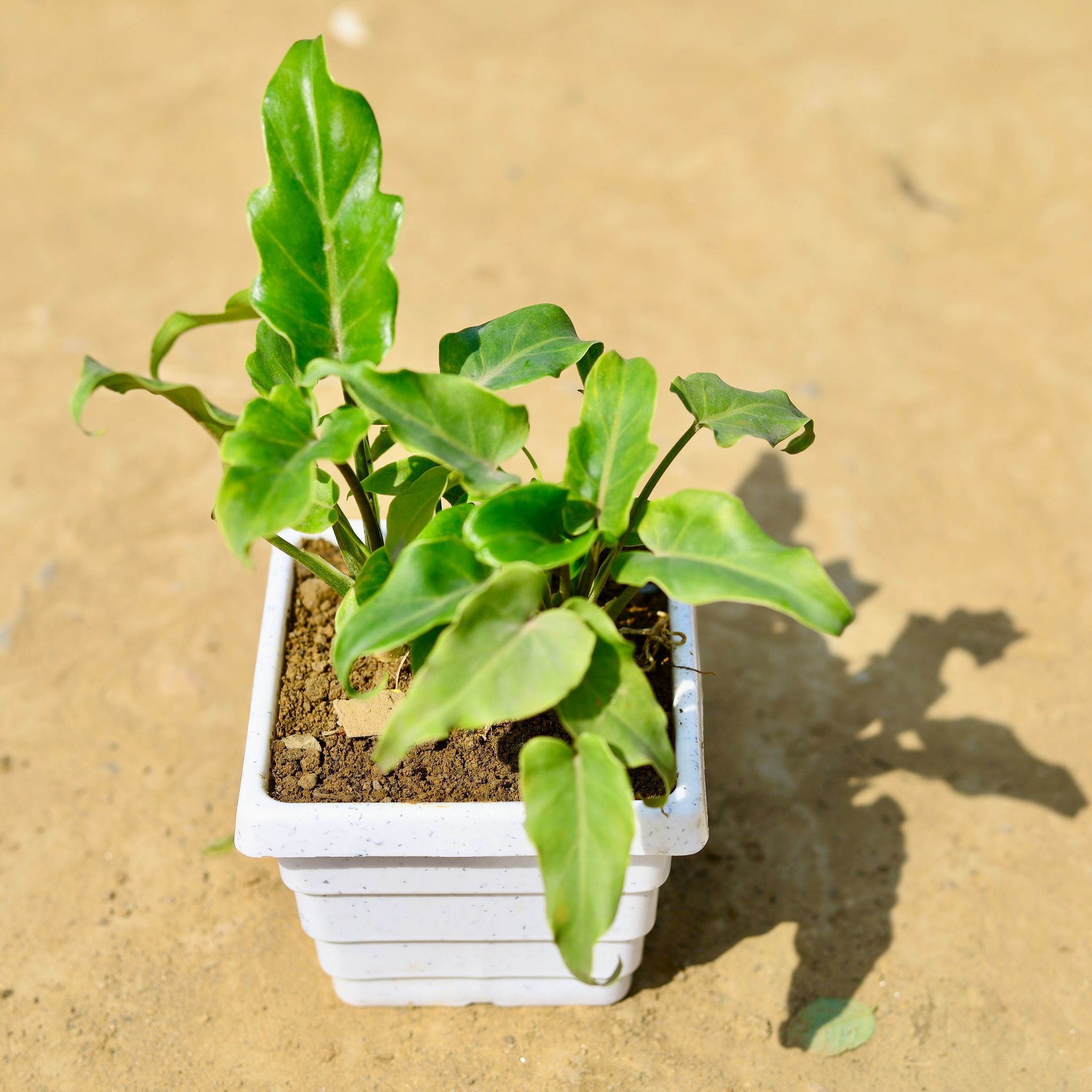 Xanadu Green in 4 Inch White Marble Premium Orchid Square Plastic Pot