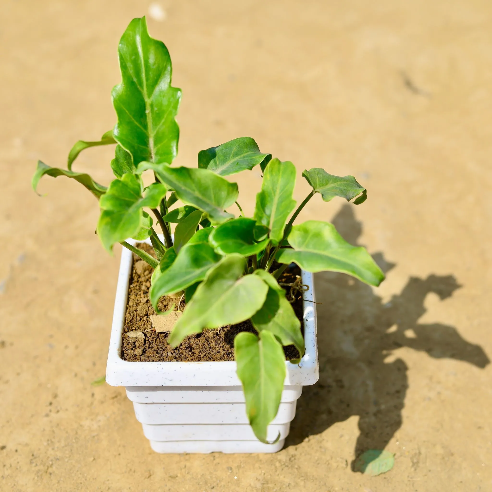 Xanadu Green in 4 Inch White Marble Premium Orchid Square Plastic Pot