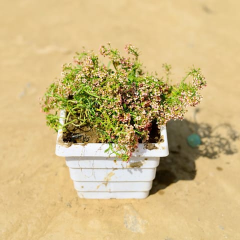 Alyssum (any colour) in 4 Inch White Marble Premium Orchid Square Plastic Pot