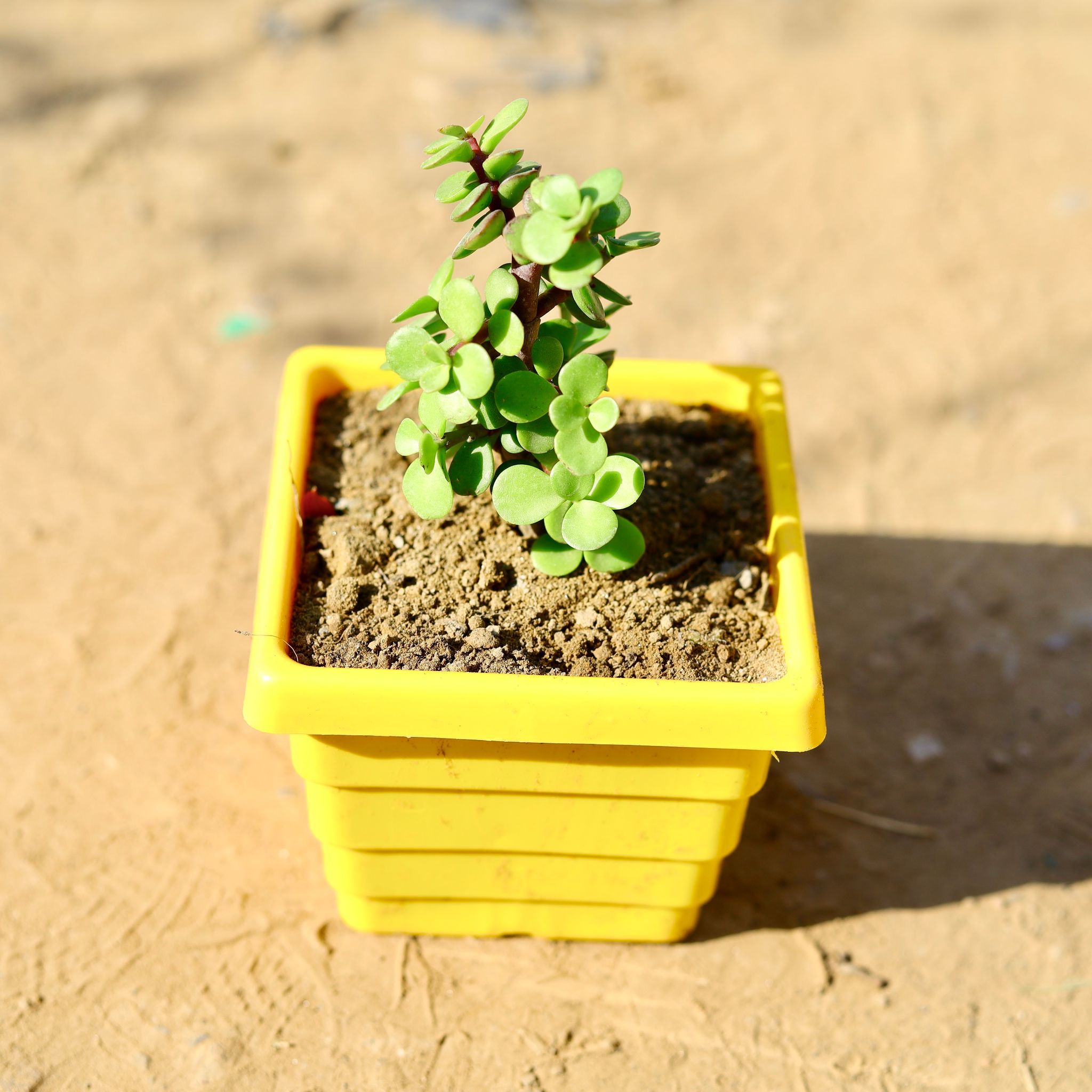 Jade in 4 Inch Yellow Premium Orchid Square Plastic Pot