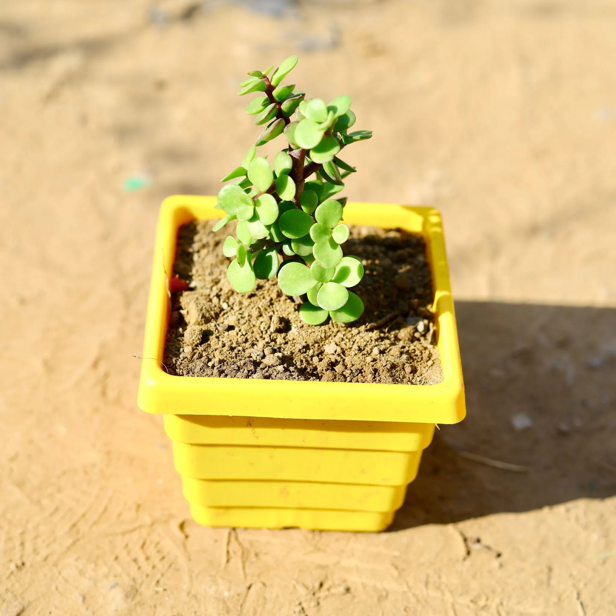 Jade in 4 Inch Yellow Premium Orchid Square Plastic Pot