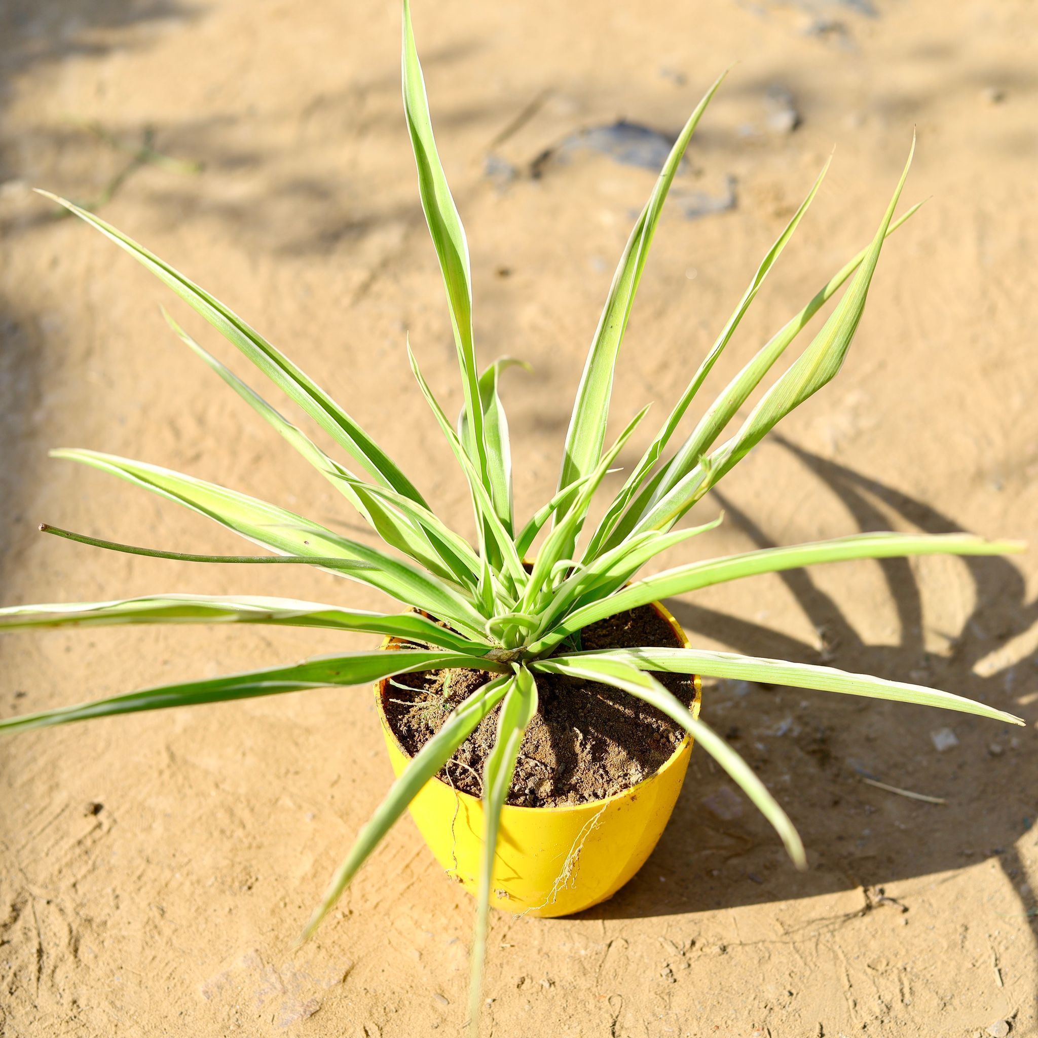 Spider in 4 Inch Yellow Premium Orchid Round Plastic Pot