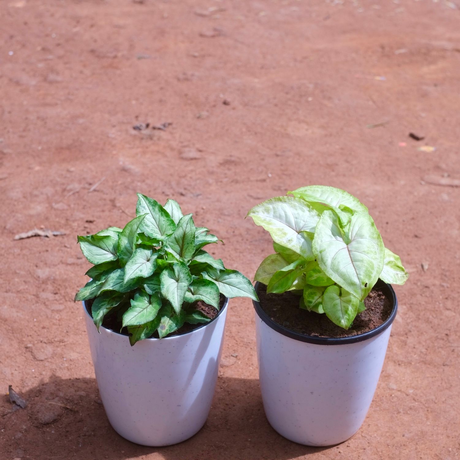 Set of 2 - Syngonium Pixie Green & Golden in 5 Inch White Premium Sphere Plastic Pot