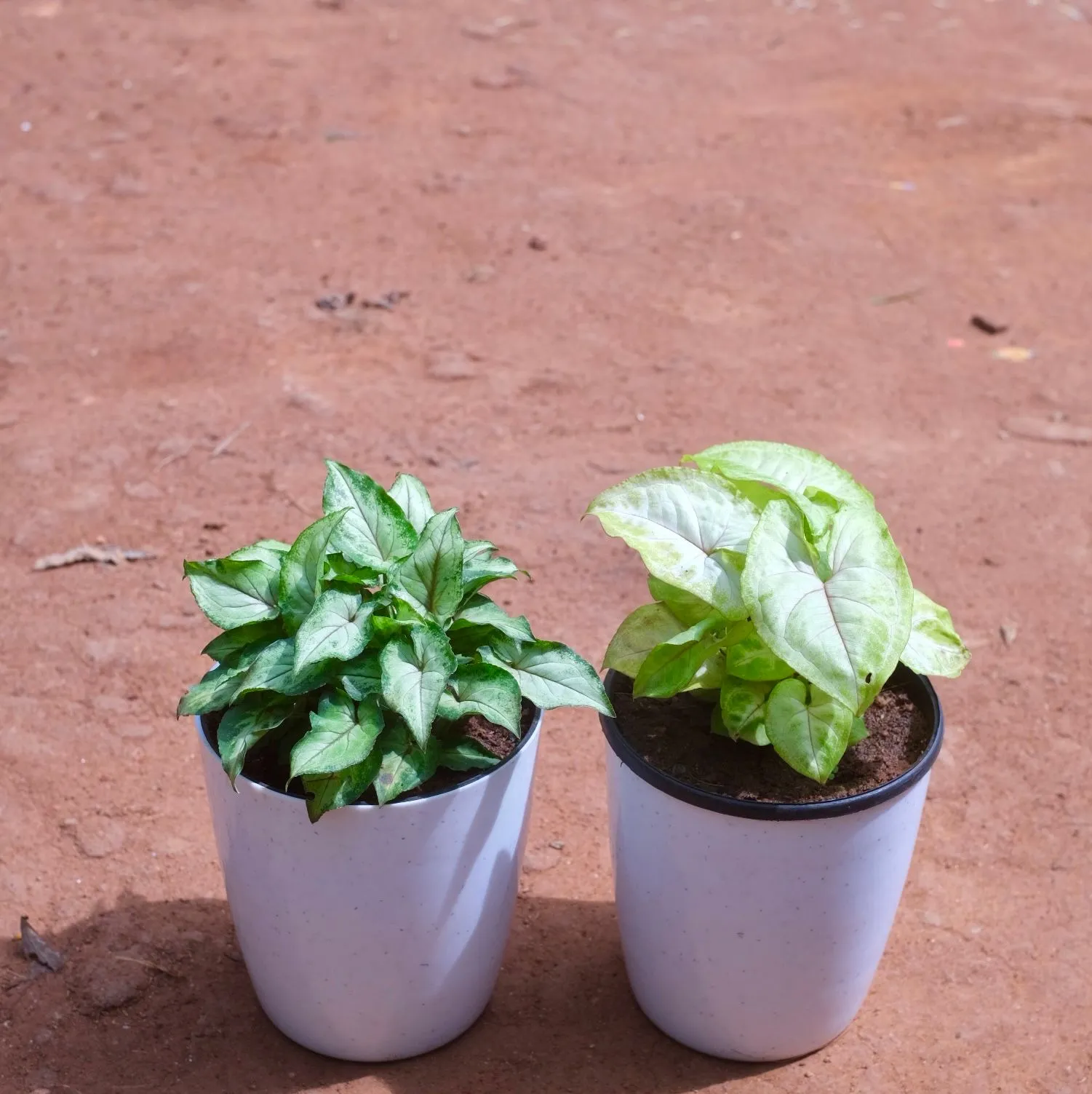 Set of 2 - Syngonium Pixie Green & Golden in 5 Inch White Premium Sphere Plastic Pot