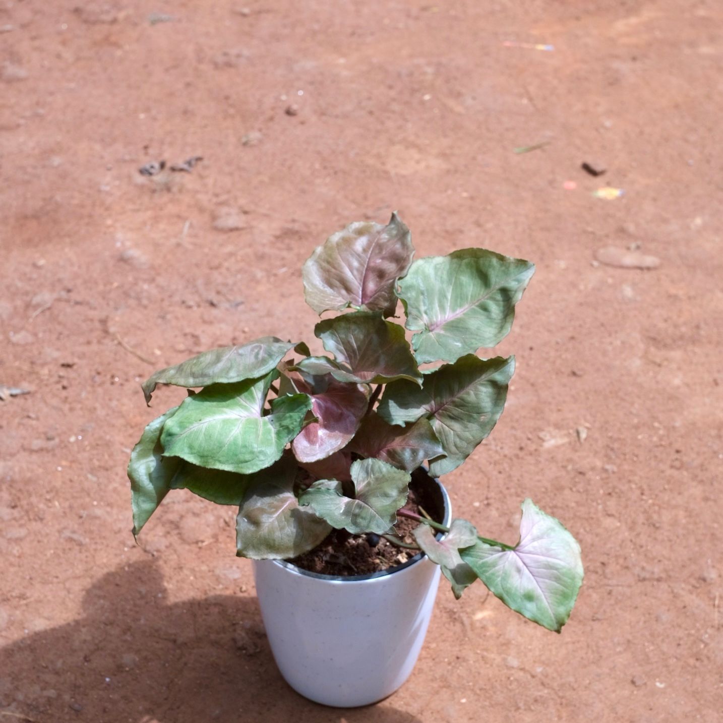 Syngonium black in 5 Inch Cloudy White Plastic Pot