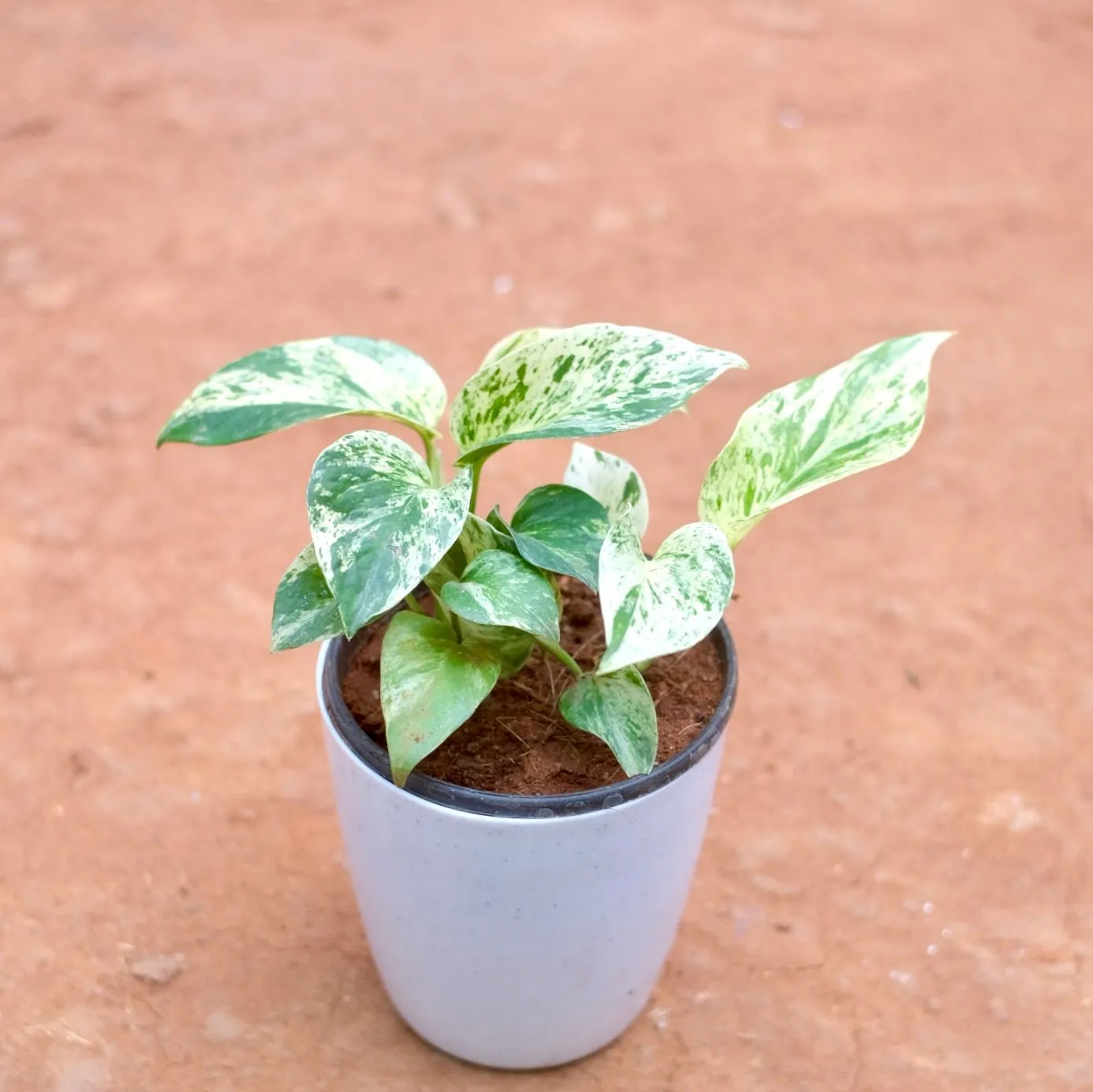 Money Plant Marble in 5 Inch Cloudy White Plastic Pot