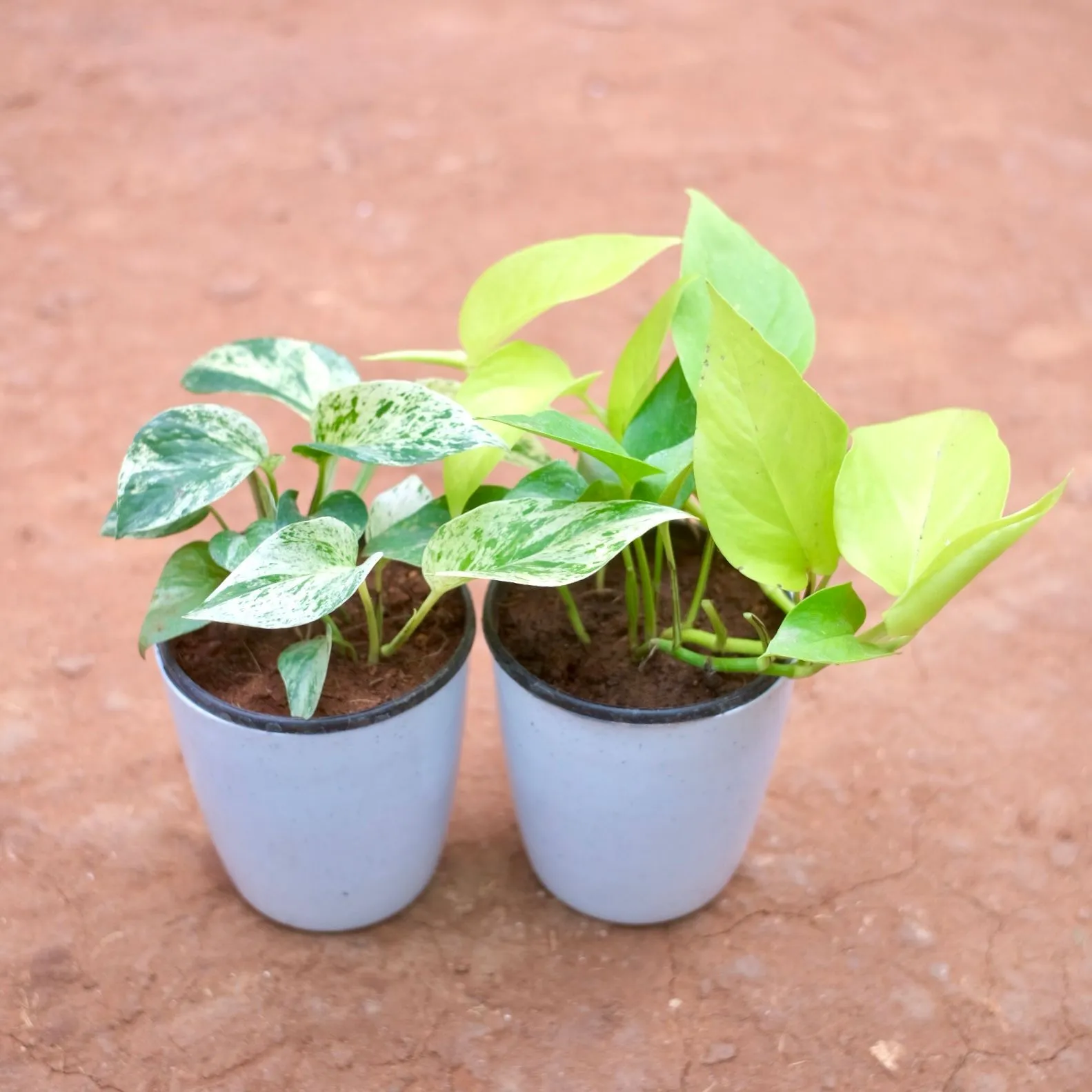 Set of 2 - Money Plant Golden & Marble in 5 Inch Cloudy White Plastic Pot