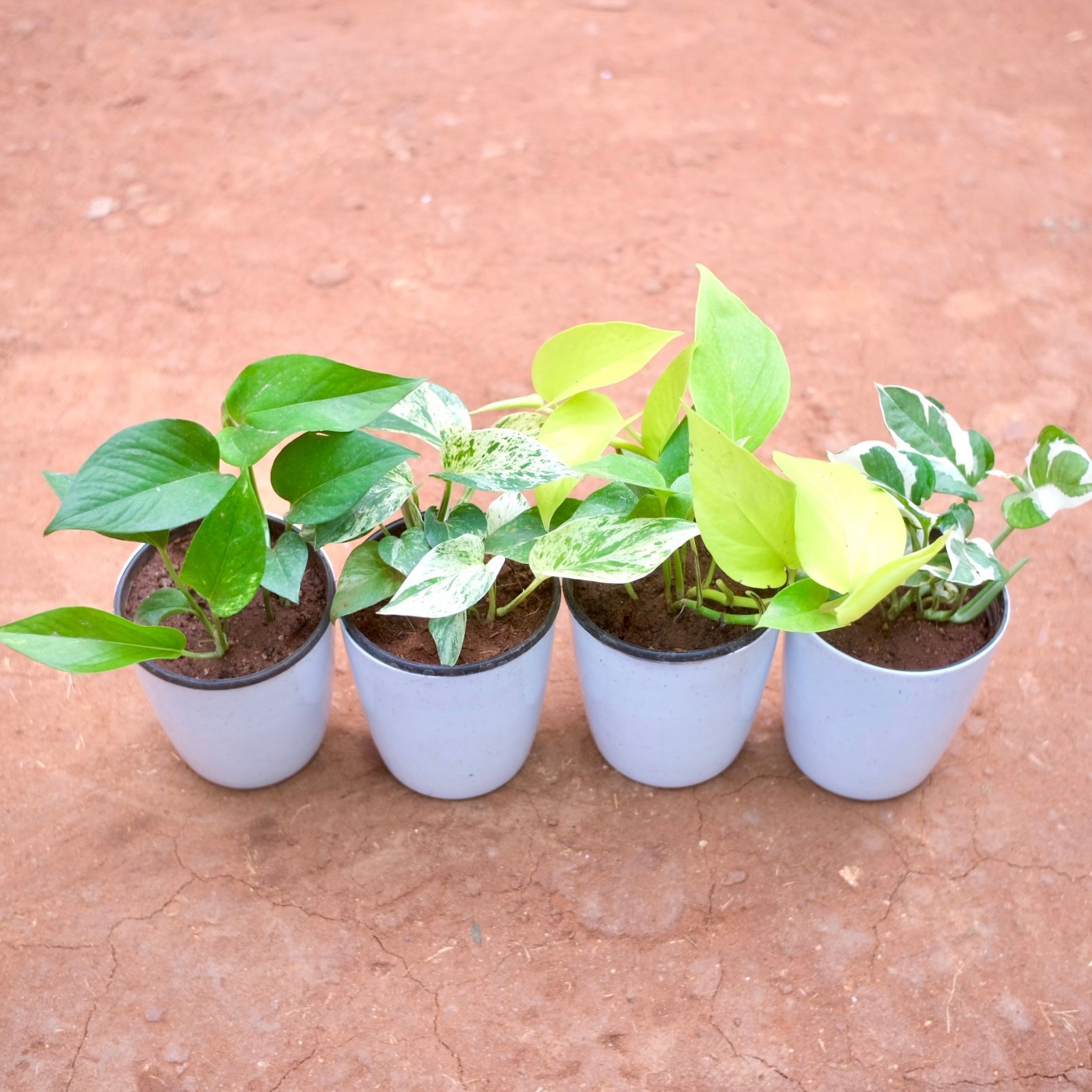Set of 4 - Money Plant (Green, Golden, Marble & N'joy) in 5 Inch Cloudy White Plastic Pot