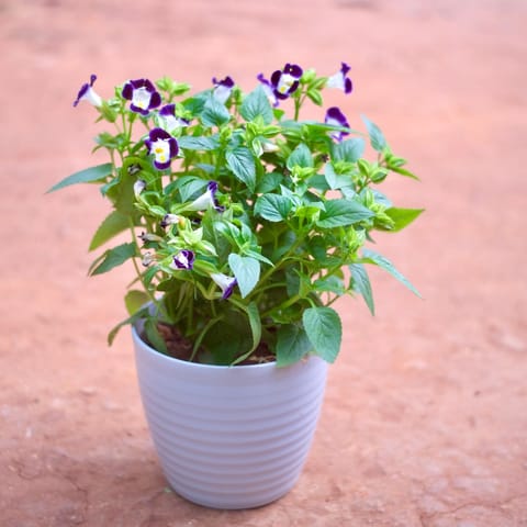 Wishbone / Torenia in 5 Inch Avora Premium Plastic Planter