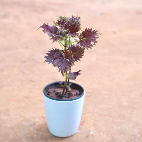 Coleus (Any Colour) in 5 Inch Live Plant Smooth White Round Plastic Pot