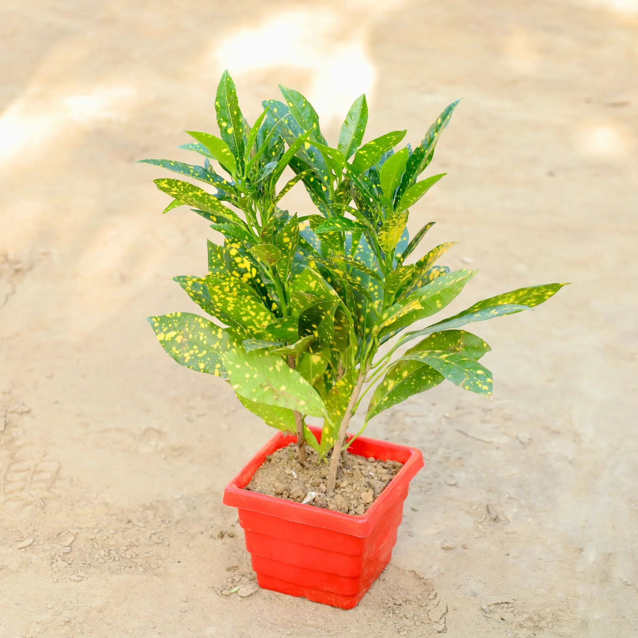 Baby Croton in 4 Inch Red Premium Orchid Square Plastic Pot