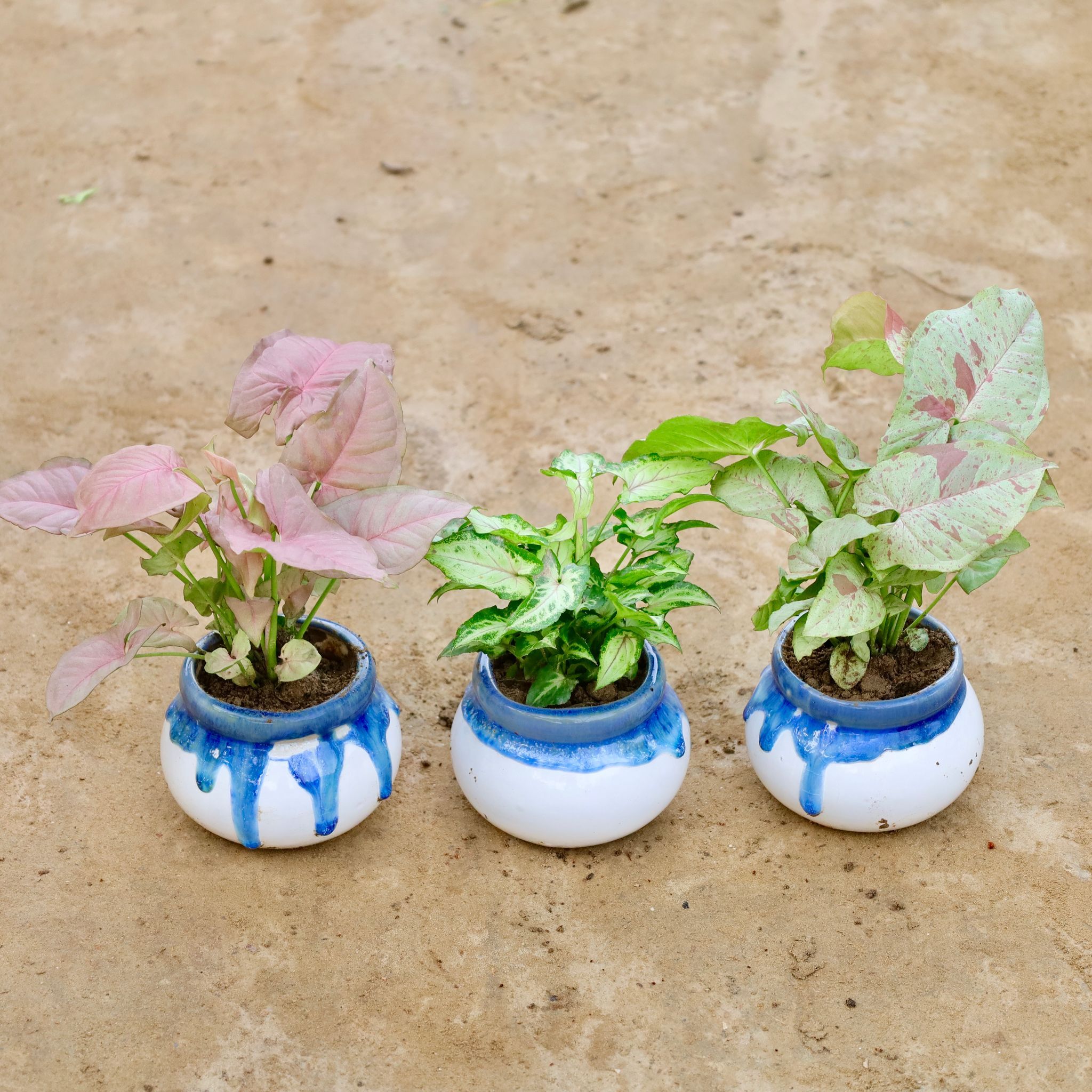 Set of 3 - Syngonium Pink, Yami & Milky in 4 Inch Blue Shaded Handi Ceramic Pot