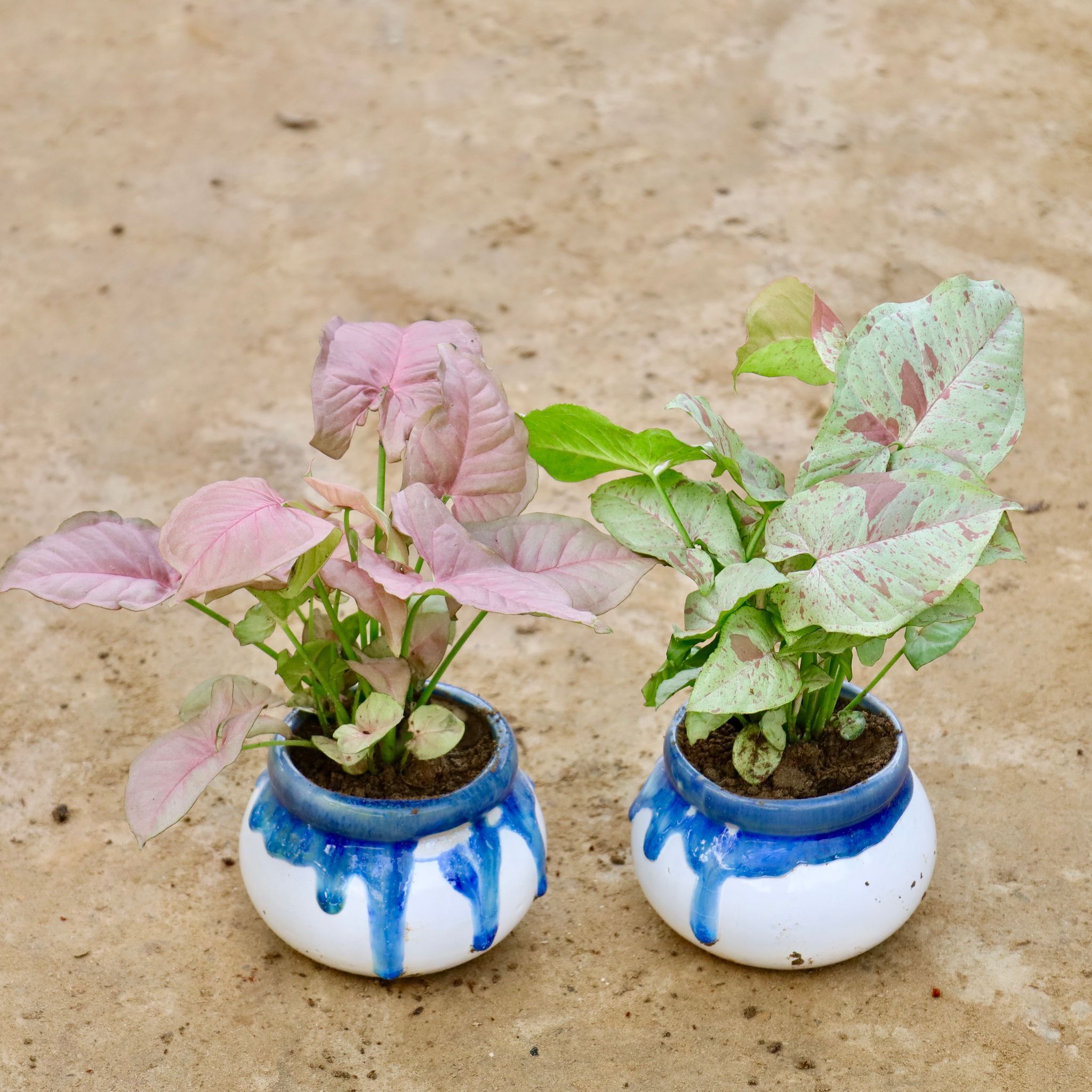Set of 2 - Syngonium (Pink & Milky) in 4 Inch Blue Shaded Handi Ceramic Pot