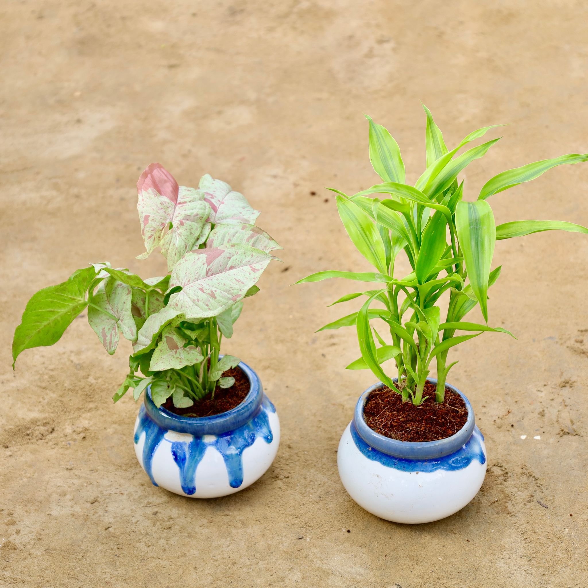 Set of 2 - Syngonium Milky & Golden Lucky Bamboo in 4 Inch Blue Shaded Handi Ceramic Pot