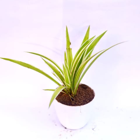 Spider in 4 Inch White Premium Orchid Round Plastic Pot
