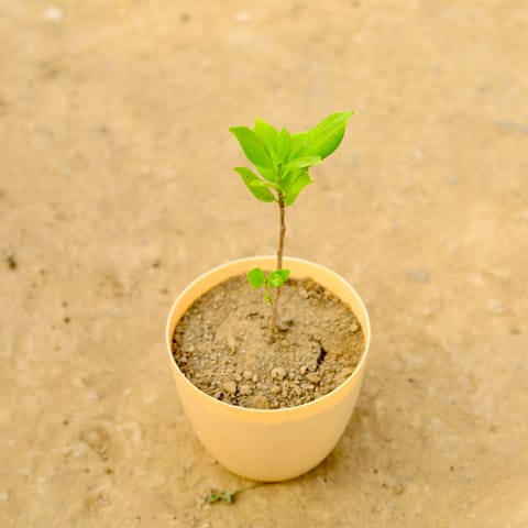 Ficus Yellow in 4 Inch Beige Marble Premium Orchid Round Plastic Pot