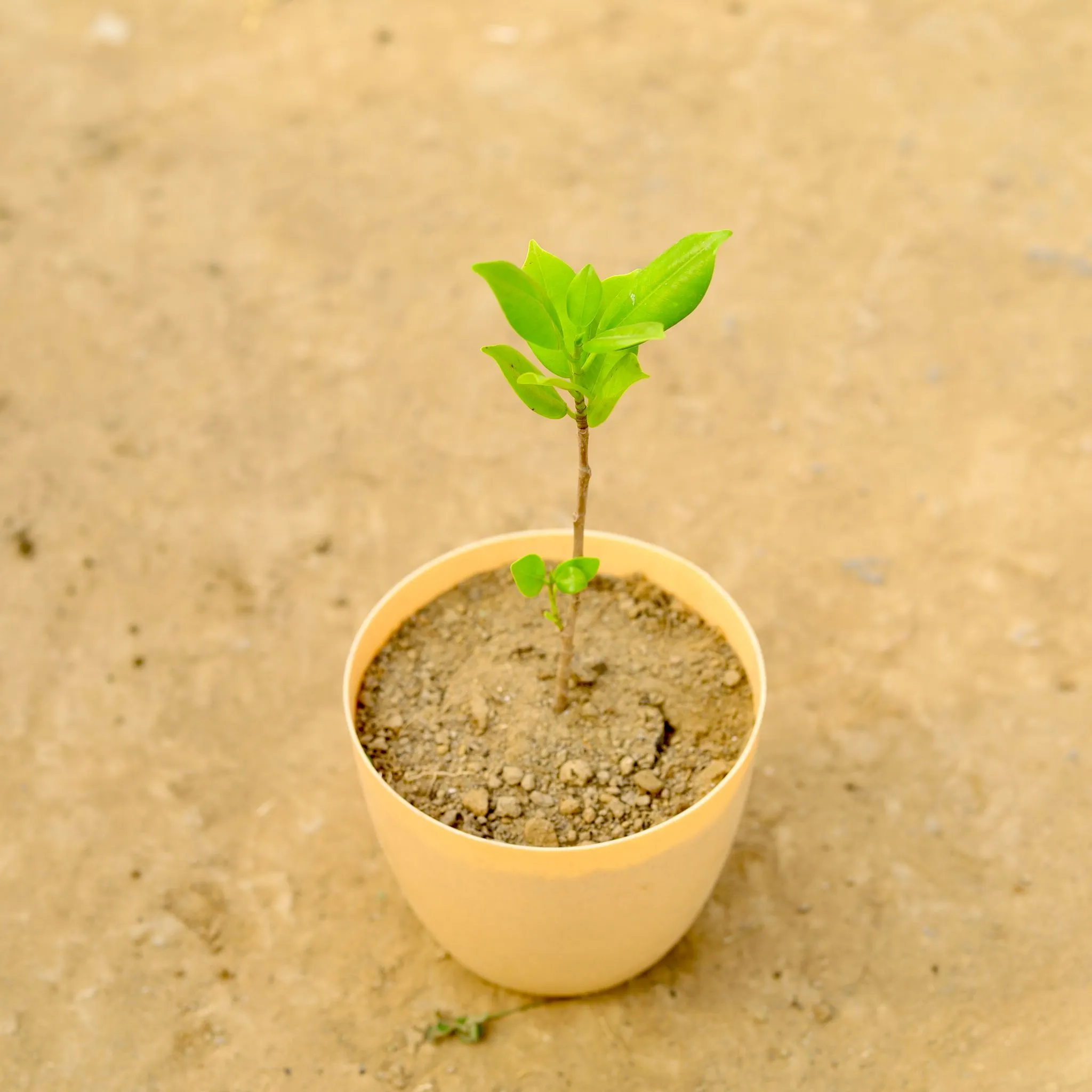 Ficus Yellow in 4 Inch Beige Marble Premium Orchid Round Plastic Pot