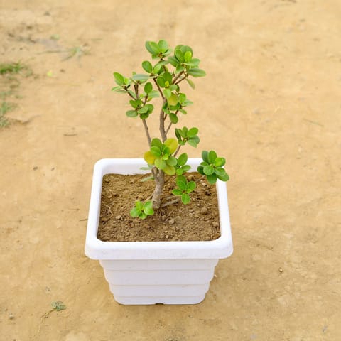 Ficus in 4 Inch White Marble Premium Orchid Square Plastic Pot