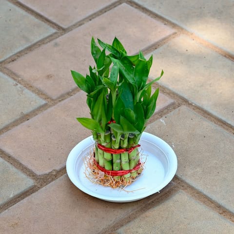 2 Layer Lucky Bamboo in 1 Inch Plastic Tray