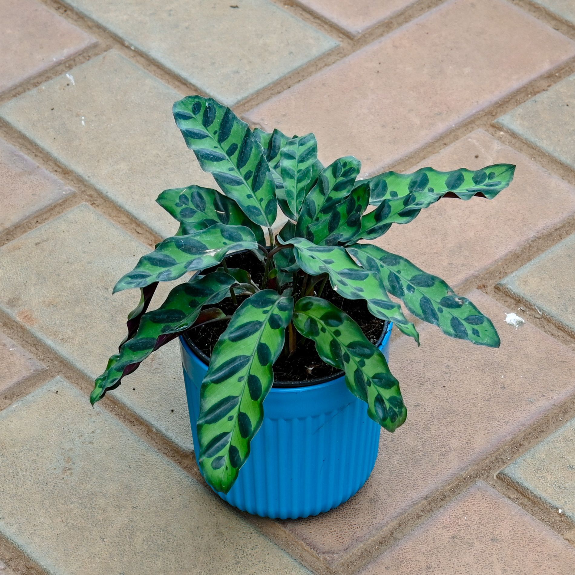 Calathea Rattlesnake in 5 Inch Blue Nova Plastic Pot