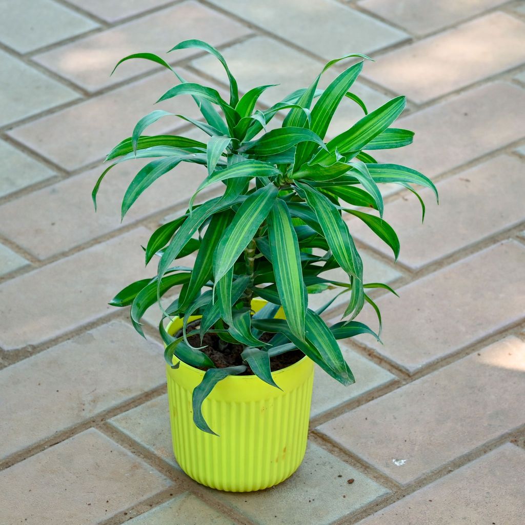 Song of India Green in 5 Inch Lime Green Nova Plastic Pot