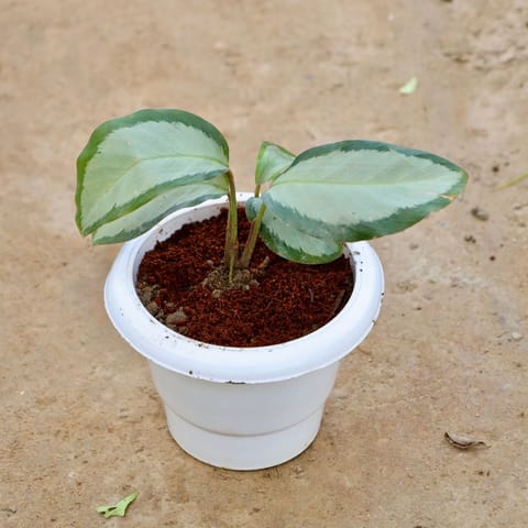 Calathea Picturata in 6 Inch White Classy Plastic Pot