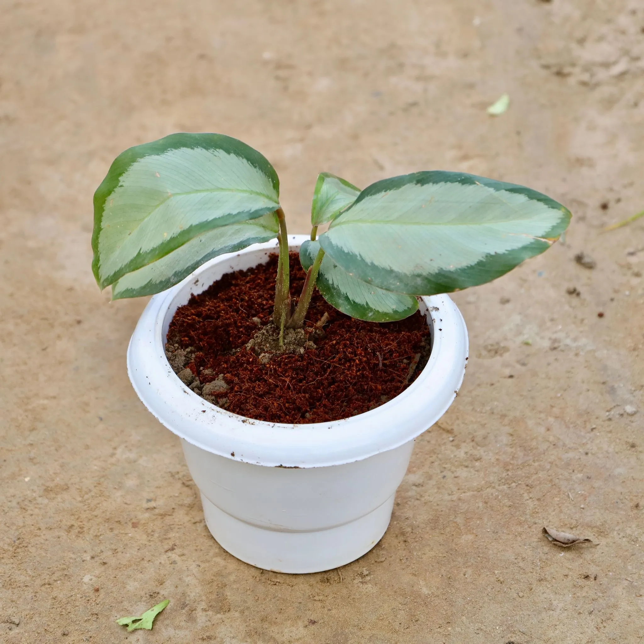 Calathea Picturata in 6 Inch White Classy Plastic Pot