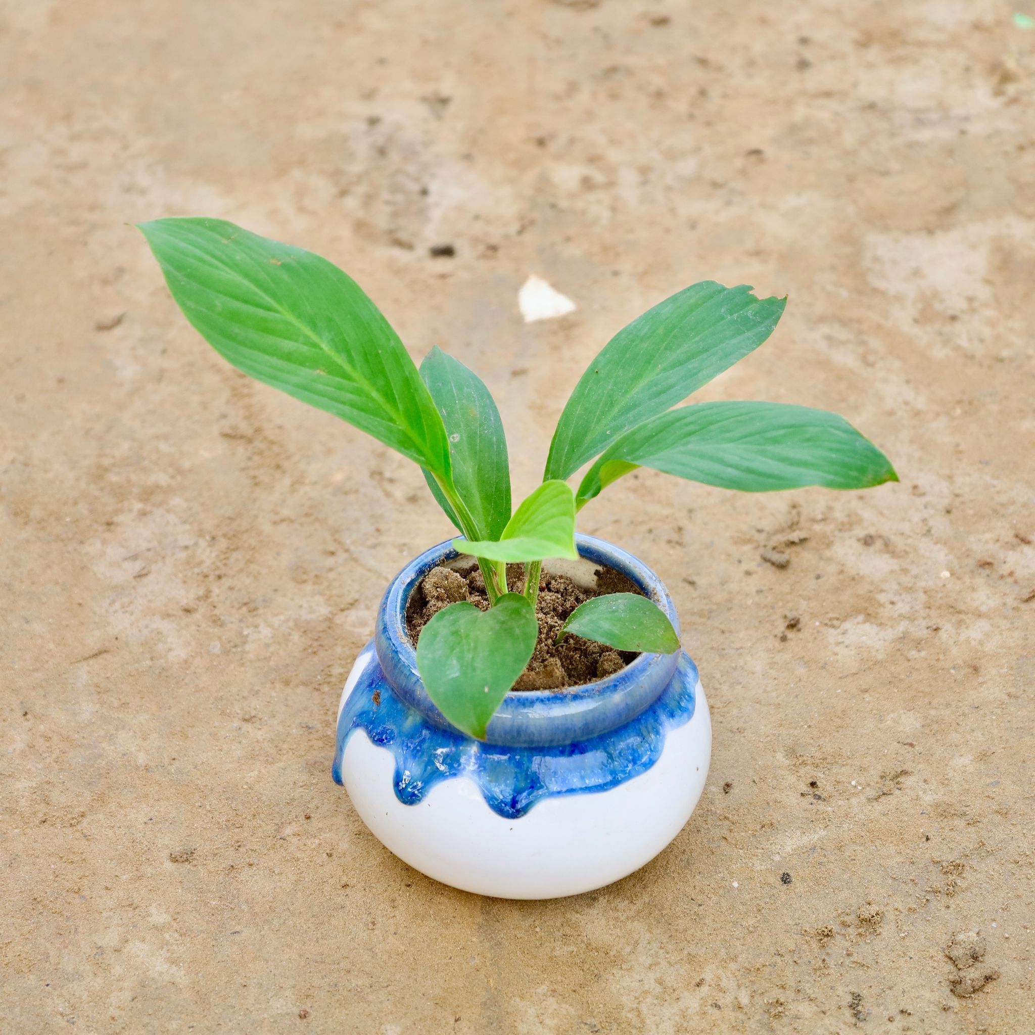 Peace Lily (Any Colour) in 4 Inch Blue Shaded Handi Ceramic Pot