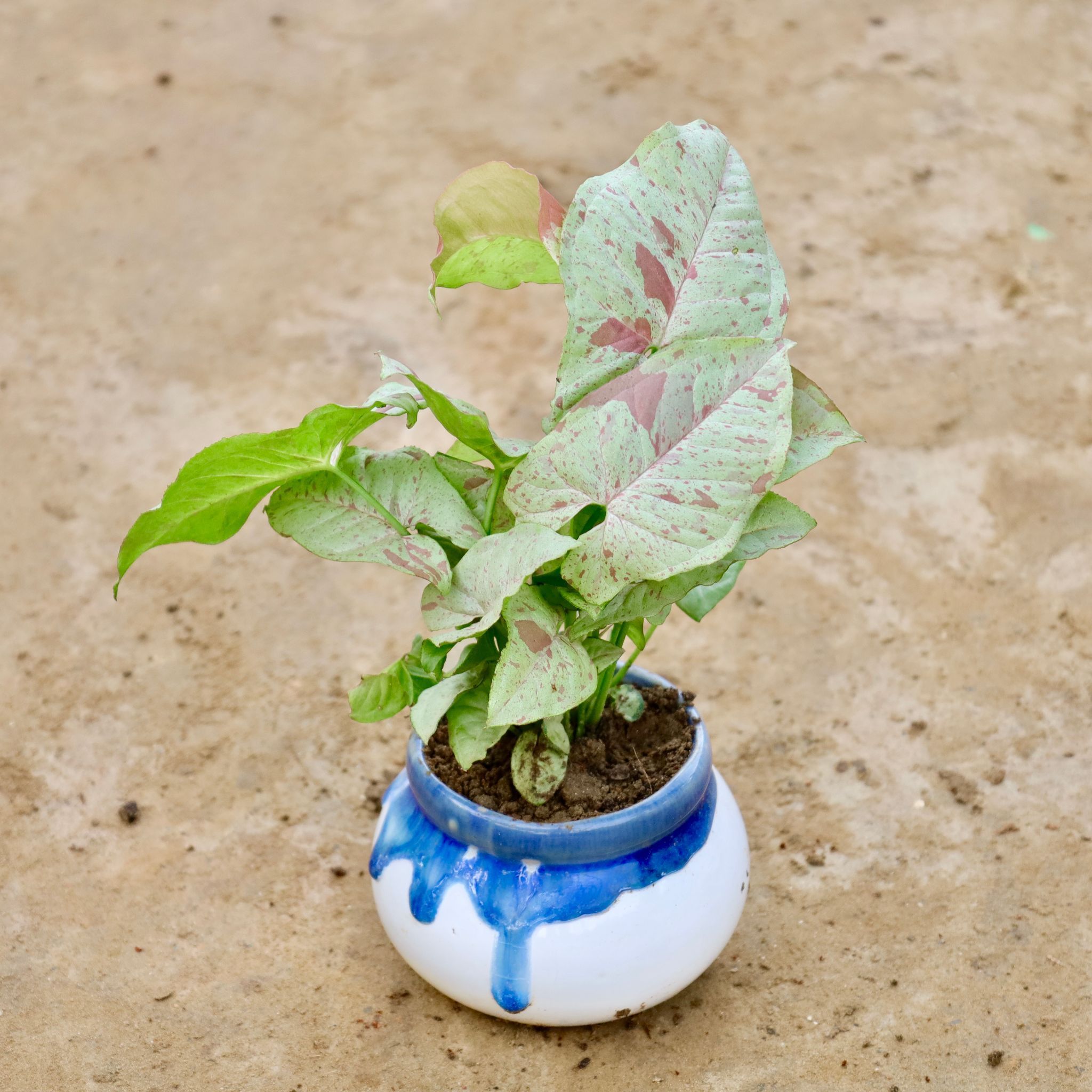 Syngonium Milky in 4 Inch Blue Shaded Handi Ceramic Pot