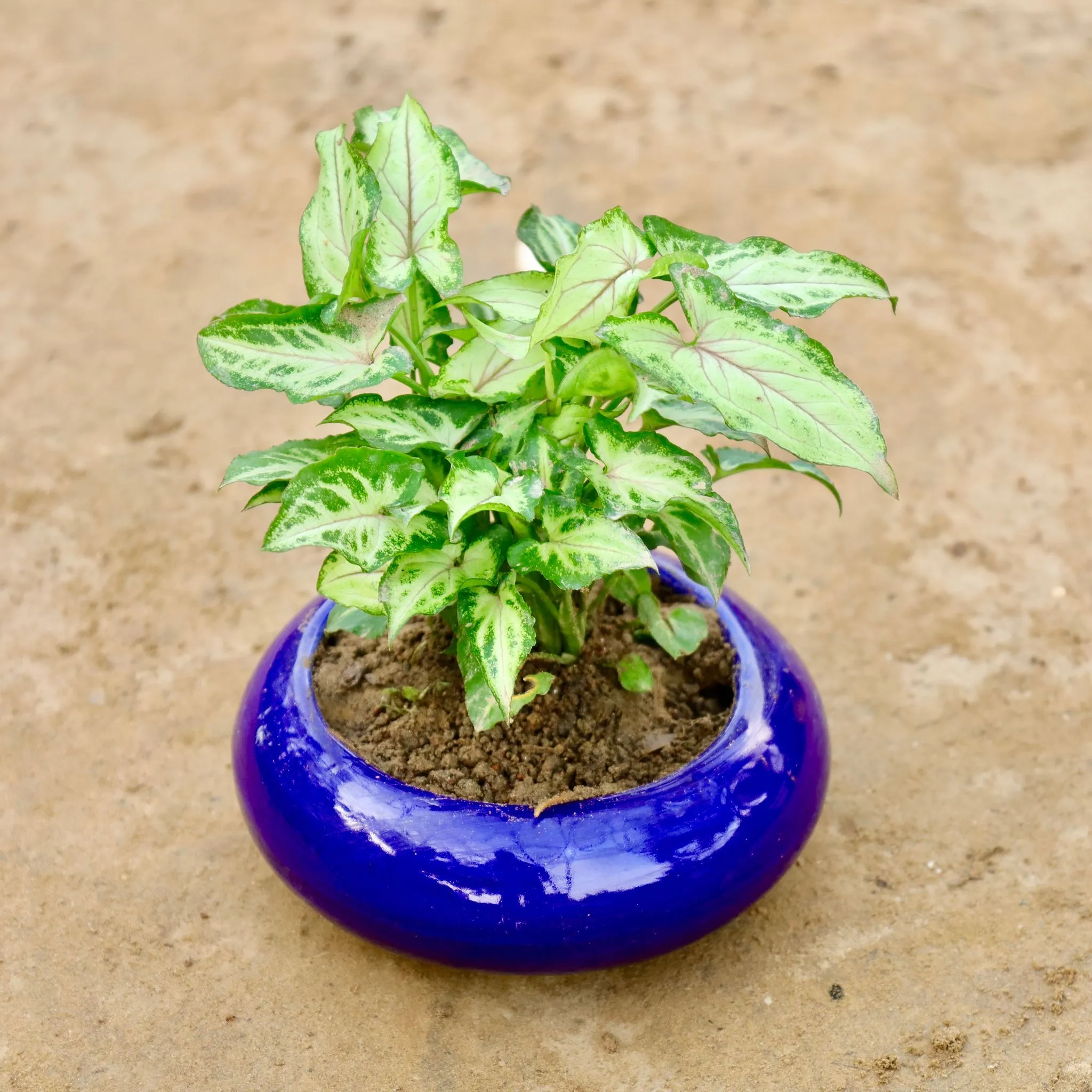 Syngonium Yami in 6 Inch Premium Ceramic Bowl (Any Colour)