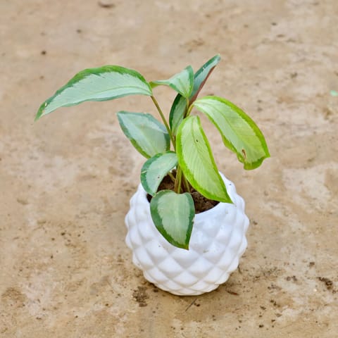 Calathea Picturata in 4 Inch Pineapple Ceramic Pot (Any Colour)