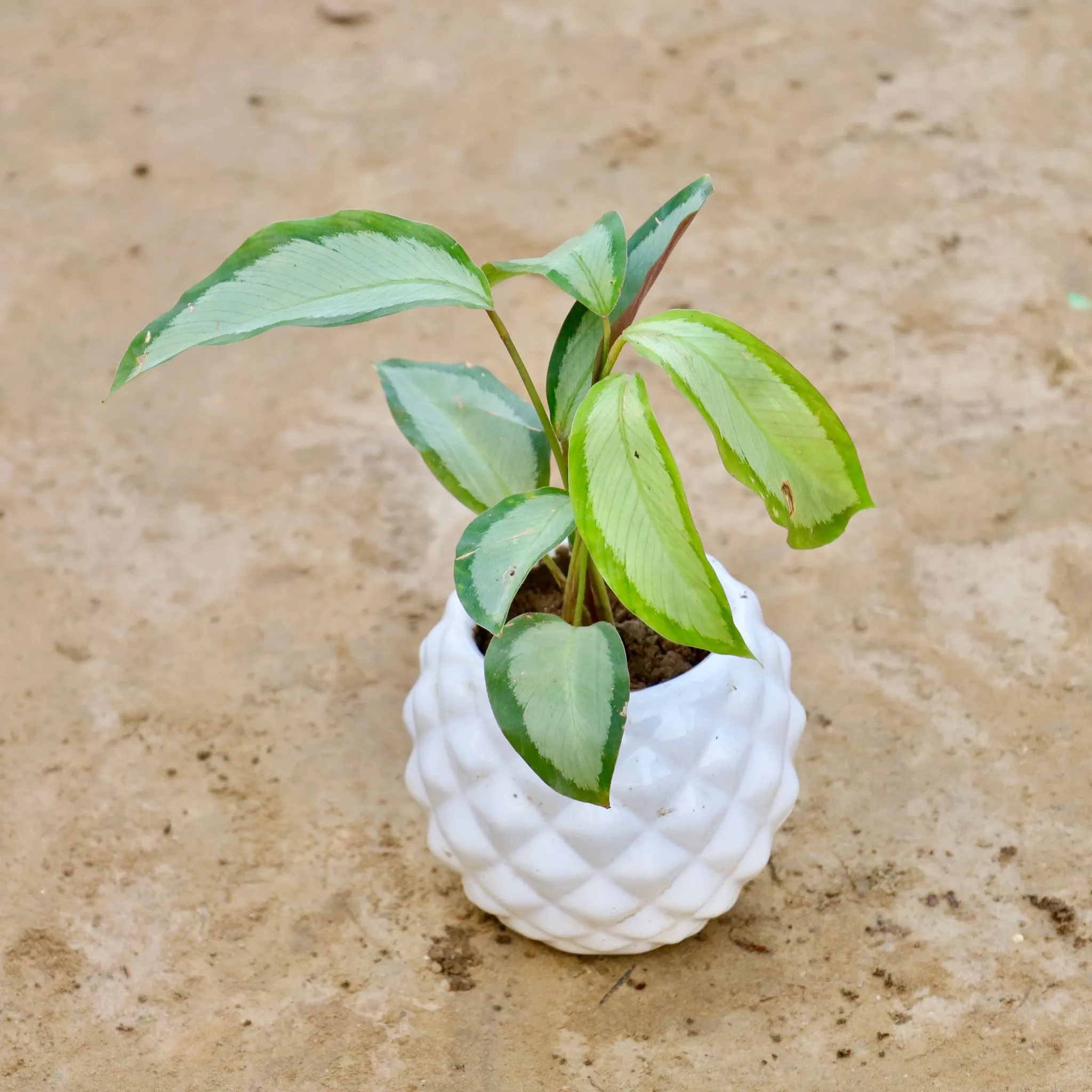 Calathea Picturata in 4 Inch Pineapple Ceramic Pot (Any Colour)