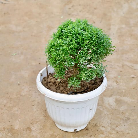 Table Kamini in 10 Inch White Olive Plastic Pot