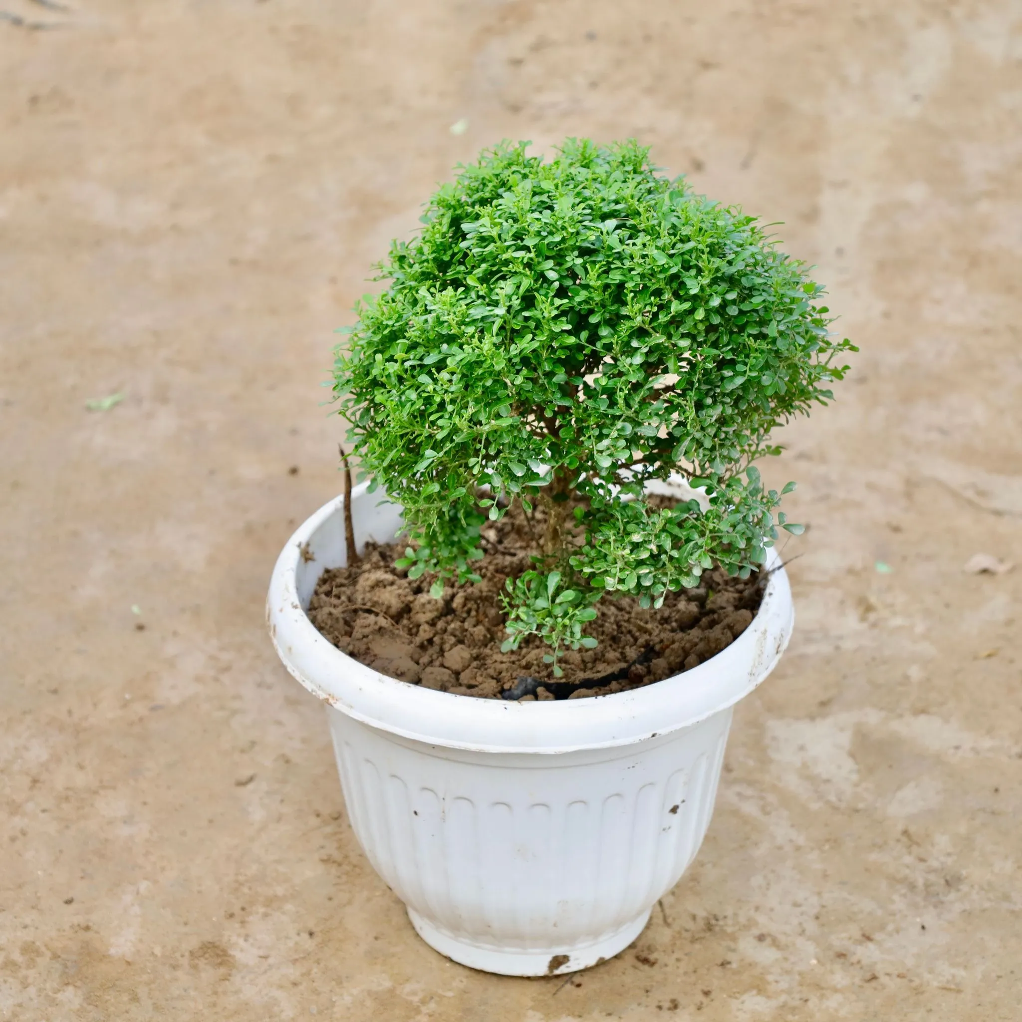 Table Kamini in 10 Inch White Olive Plastic Pot