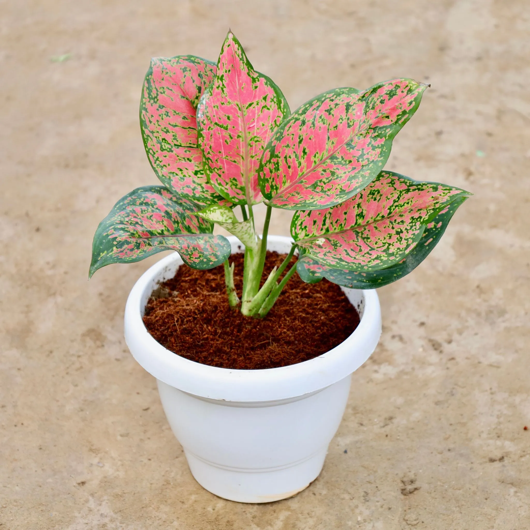 Aglaonema Red in 8 Inch White Classy Plastic Pot